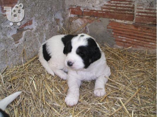 PoulaTo: Βουλγαρικο ποιμενικό - 300 euro